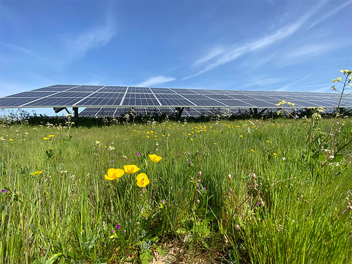 California ranunculus blossom amid the solar panels of Rancho Seco outside Sacramento. (Rebecca R. Hernandez, UC Davis)