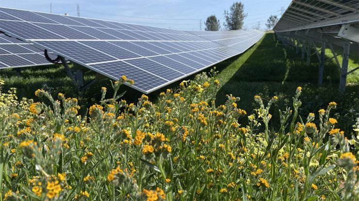 Amsinckia menziesii, flowers native to California, grow around and under solar panels at the Rancho Seco facility outside Sacramento. (Rebecca R. Hernandez, UC Davis)