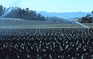 Irrigation