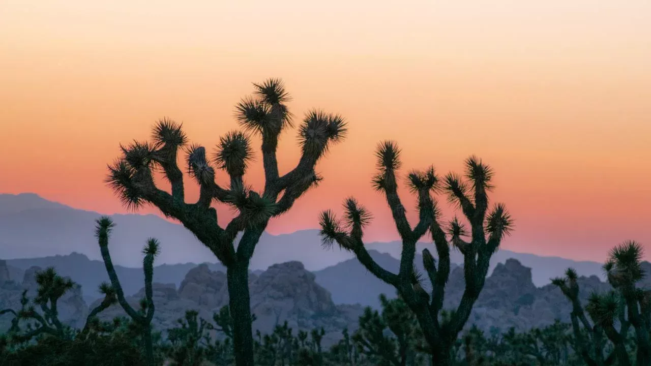 The sun sets over Joshua Tree National Park. The iconic trees are vulnerable to climate change and habitat degradation. (Getty)