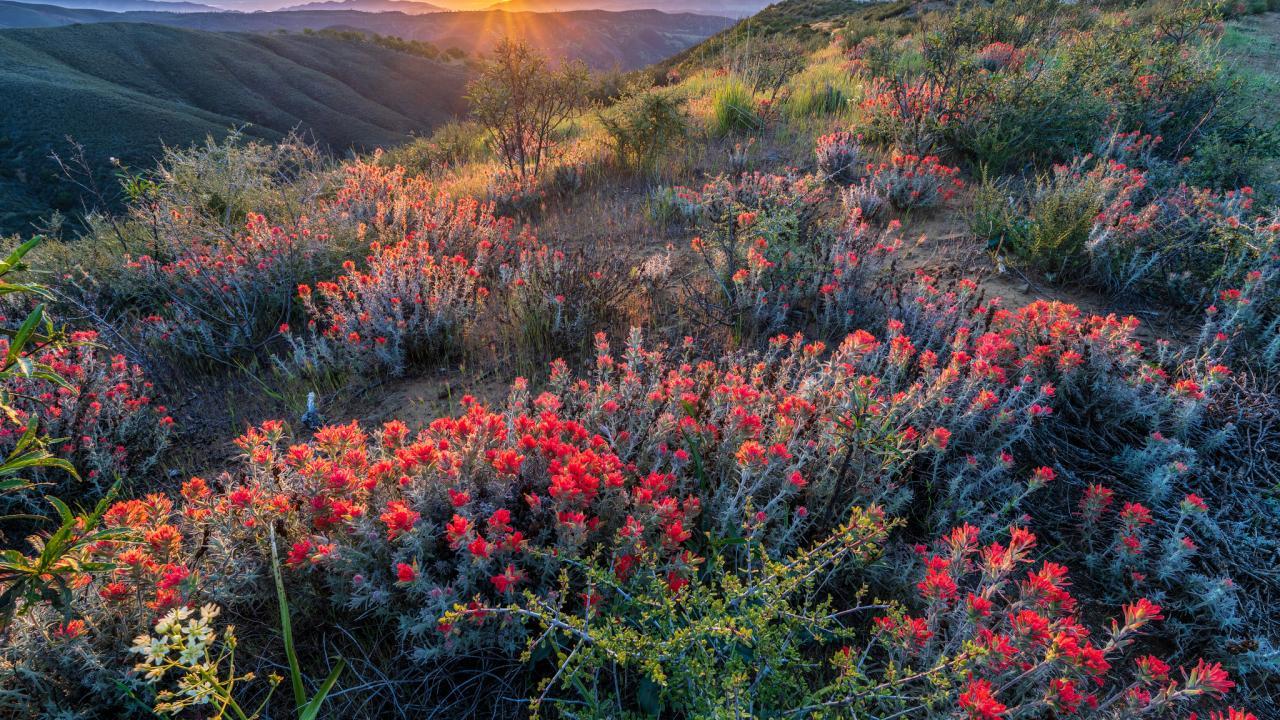 California a Botanical and Climate Change Hot Spot