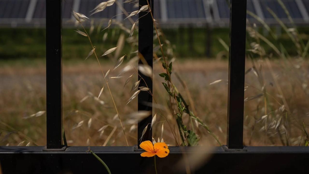 News - solar-farms - poppy
