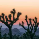 The sun sets over Joshua Tree National Park. The iconic trees are vulnerable to climate change and habitat degradation. (Getty)