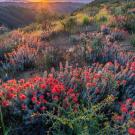 California a Botanical and Climate Change Hot Spot