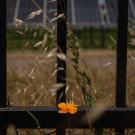 News - solar-farms - poppy