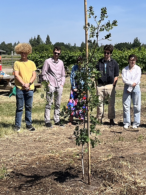 Young sapling in foreground with red-white-blue ribbons in dirt area amid a larger field, five people standing behind. UC Davis Department of Plant Sciences